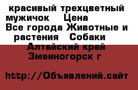 красивый трехцветный мужичок  › Цена ­ 10 000 - Все города Животные и растения » Собаки   . Алтайский край,Змеиногорск г.